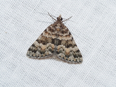 Dichromodes mesozona