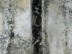 Vespertilio sinensis