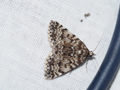Dichromodes rimosa