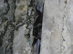 Vespertilio sinensis