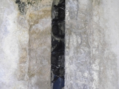 Vespertilio sinensis