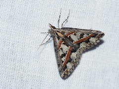 Dichromodes cirrhoplaca
