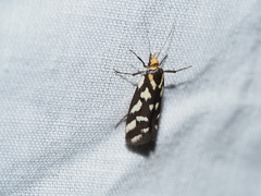 Tanyzancla marionella