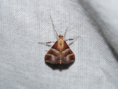 Persicoptera pulchrinalis