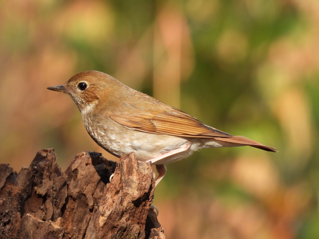 Rufous-Tailed Robin