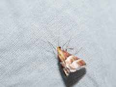 Persicoptera pulchrinalis