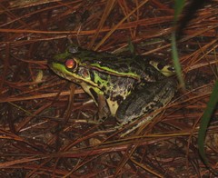 Lithobates lenca