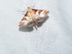 Persicoptera pulchrinalis