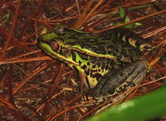Lithobates lenca