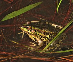 Lithobates lenca