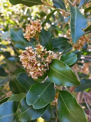 Olea capensis