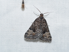 Dichromodes anelictis