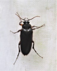 Scaptolenus