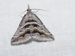 Dichromodes consignata