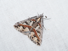 Dichromodes cirrhoplaca