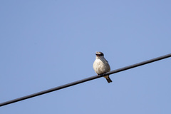 Halcyon chelicuti chelicuti