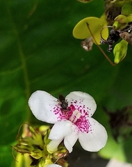 Sphyracephala hearseiana