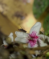 Sphyracephala hearseiana