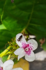 Sphyracephala hearseiana