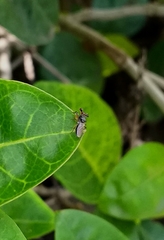 Sphyracephala hearseiana