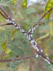 Melanococcus albizziae