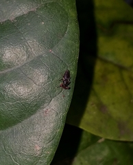 Sphyracephala hearseiana