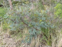 Melanococcus albizziae