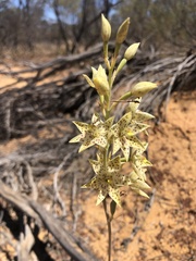 Thelymitra sargentii