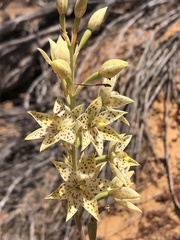 Thelymitra sargentii