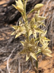 Thelymitra sargentii