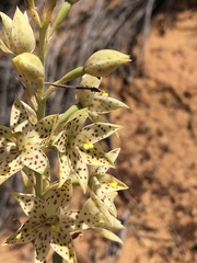 Thelymitra sargentii