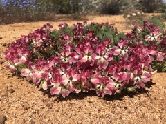 Lechenaultia macrantha