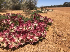 Lechenaultia macrantha