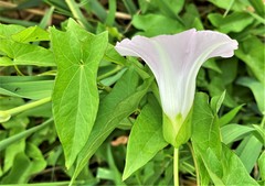 Calystegia sepium angulata