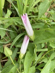 Calystegia sepium angulata