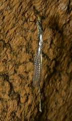 Isosticta spinipes