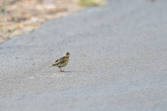 Hemimacronyx chloris
