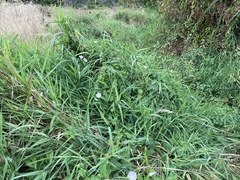 Calystegia sepium angulata