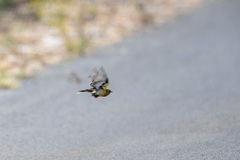 Hemimacronyx chloris