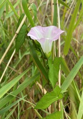 Calystegia sepium angulata