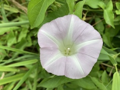 Calystegia sepium angulata