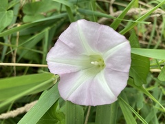 Calystegia sepium angulata