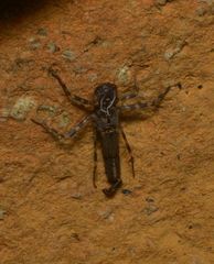 Isosticta