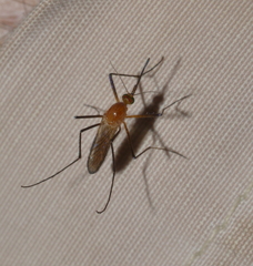 Coquillettidia xanthogaster