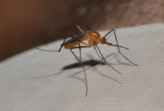 Coquillettidia xanthogaster