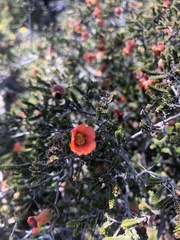 Cheyniana microphylla