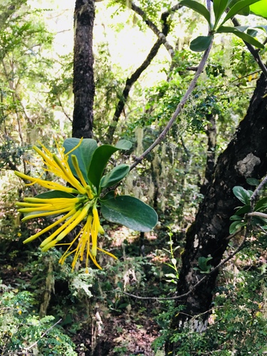 Desmaria mutabilis (Poepp. & Endl.) Tiegh.
