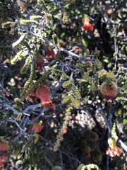 Cheyniana microphylla