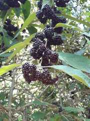 Callicarpa acuminata