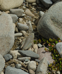 Brachaspis robustus